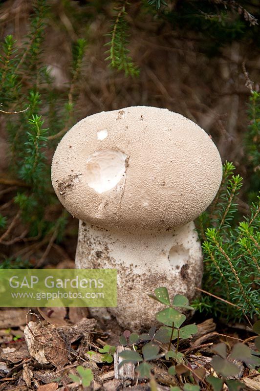 Calvatia excipuliformis - Pestle Puffball - a common fungi found on grassland, lawns, or woodchippings 