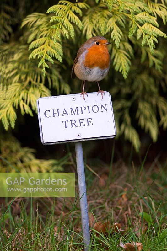 Erithacus rubecula - Robin perched on champion tree label, RHS Wisley Gardens, Surrey