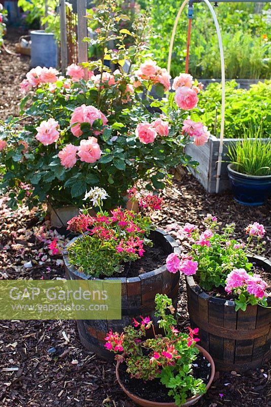 Rosa bonita 'Renaissance' and Geranium in planters