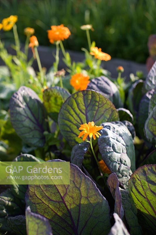 Row of Brussels Sprout 'Falstaff' and marigold