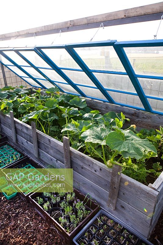 Coldframes with melons and seedlings in small pots and trays for planting