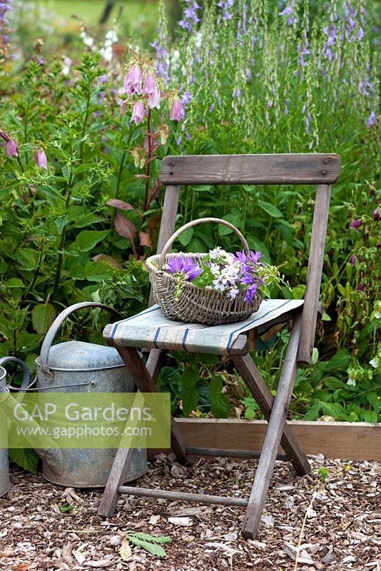 A basket of Campanula on a canvas chair