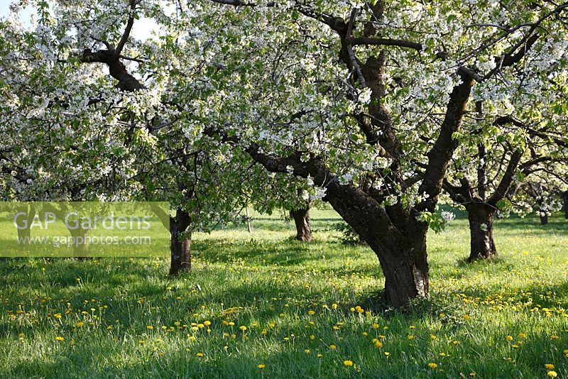 Meadow orchard with Prunus