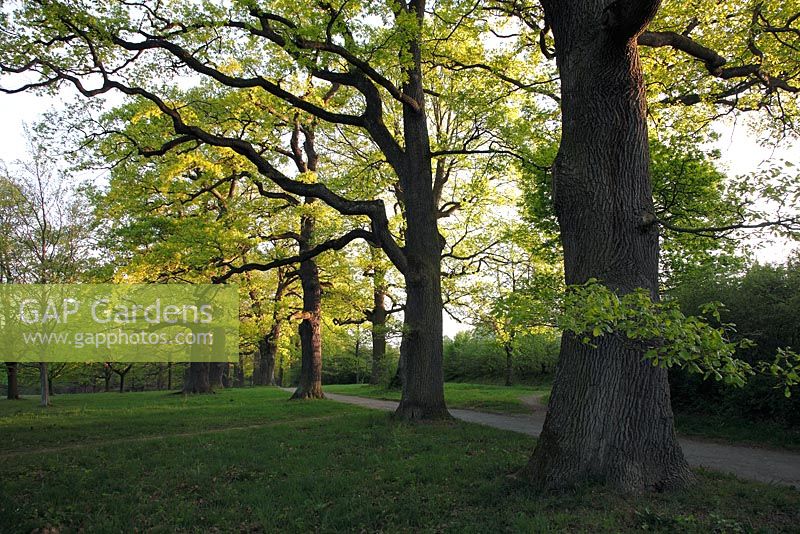 Quercus robur grove in Stuttgart, Germany