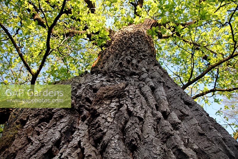 Quercus robur seen from below