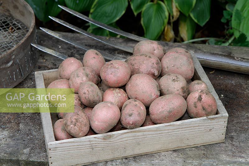 Harvested potatoes 'Red Duke of York'