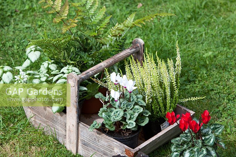 A selection of Autumn bedding plants in a wooden trug including half hardy Cyclamen
