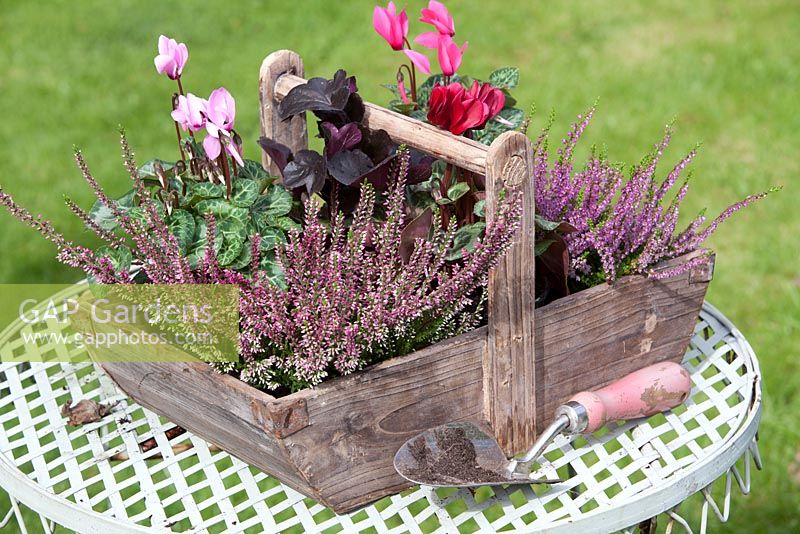 A selection of Autumn bedding plants in a wooden trug including half hardy Cyclamen and Calluna