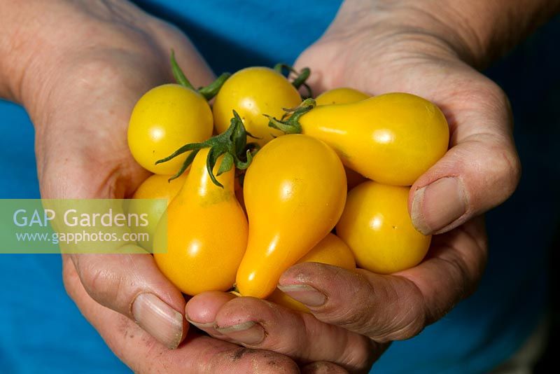 Woman holding centiflor tomatoes 