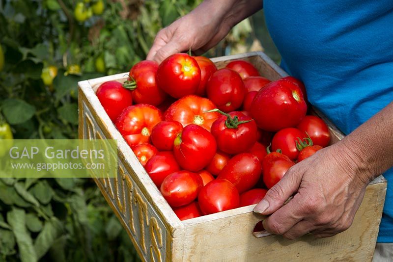 Person carrying a box of marmande paste tomatoes ready for use