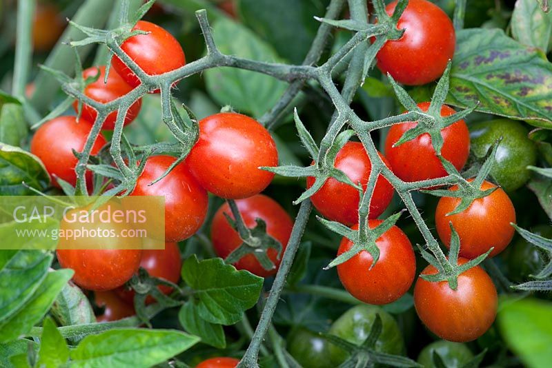 Tomatoes 'Koralik' - Bush blight resistant