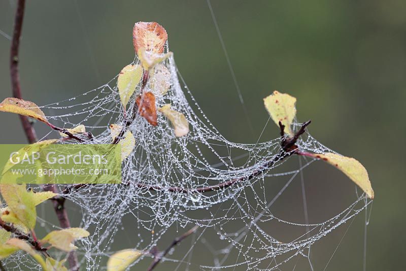 Autumn cobwebs