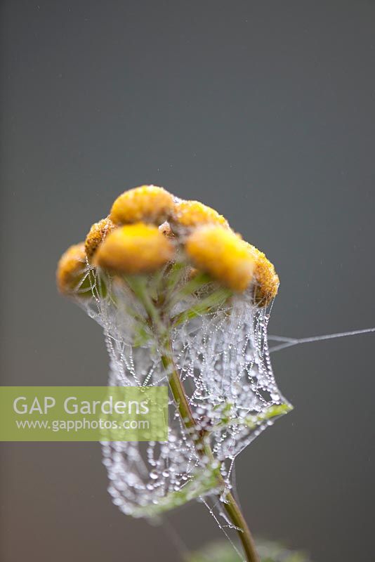 Autumn cobwebs on Tanacetum vulgare - Tansy
