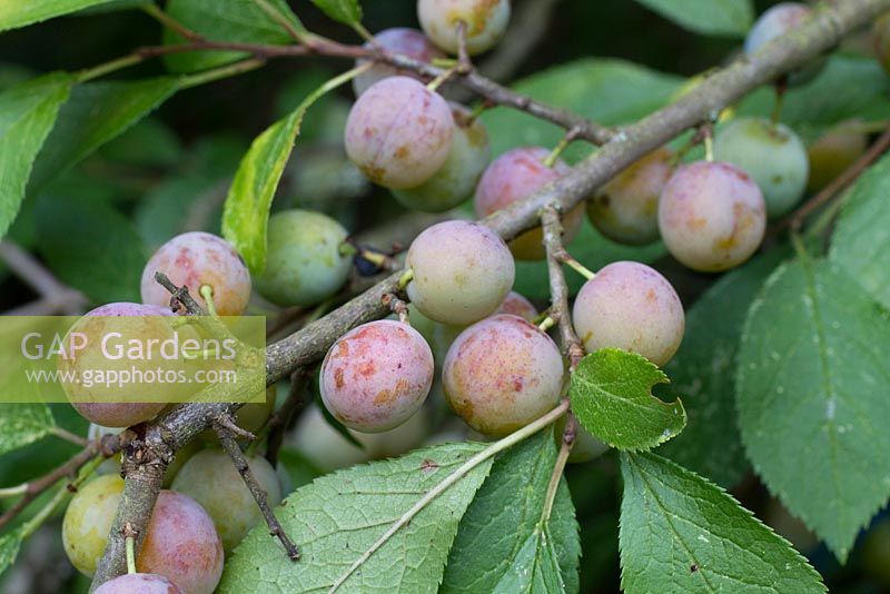 Prunus domestica var. insititia - Bullace - white fruited form