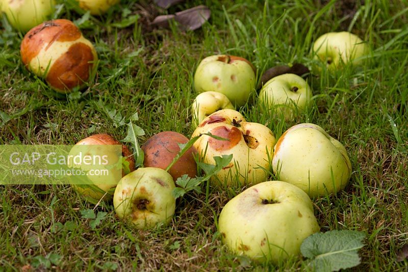 Windfall Apples 'Grenadier' - early culinary variety
