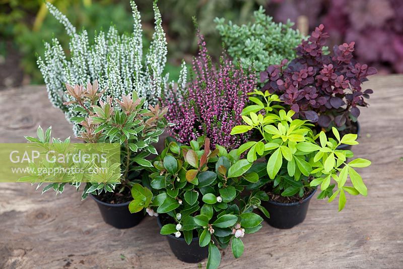 Berberis, Calluna, Choisya, Gaultheria and Pieris  - mini shrubs for planting in autumn containers