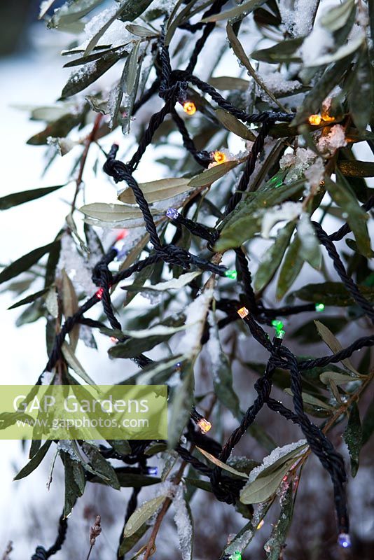 Solar powered Christmas lights on Olive tree in snow