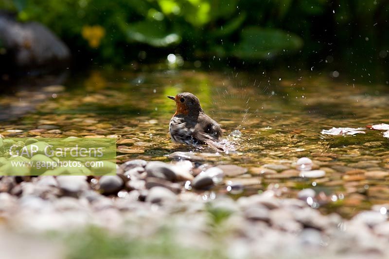 Robin bathing in pond