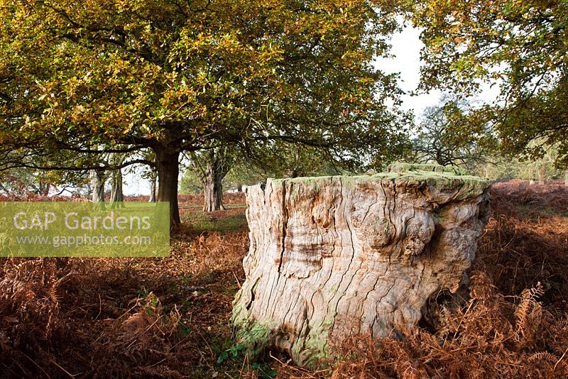 Quercus robur - Stump of an English Oak  Richmond Park, Surrey 