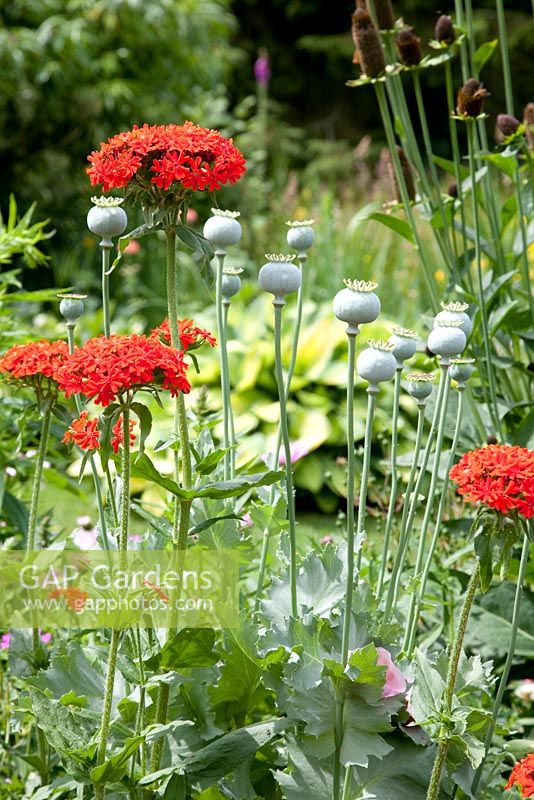 Lychnis chalcedonica and Papaver seedheads - Great Stone, Buntingford, Herts, NGS
