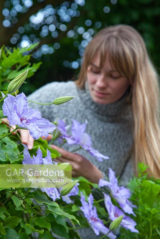 Woman with Clematis 'Alice Fisk', foreground focus