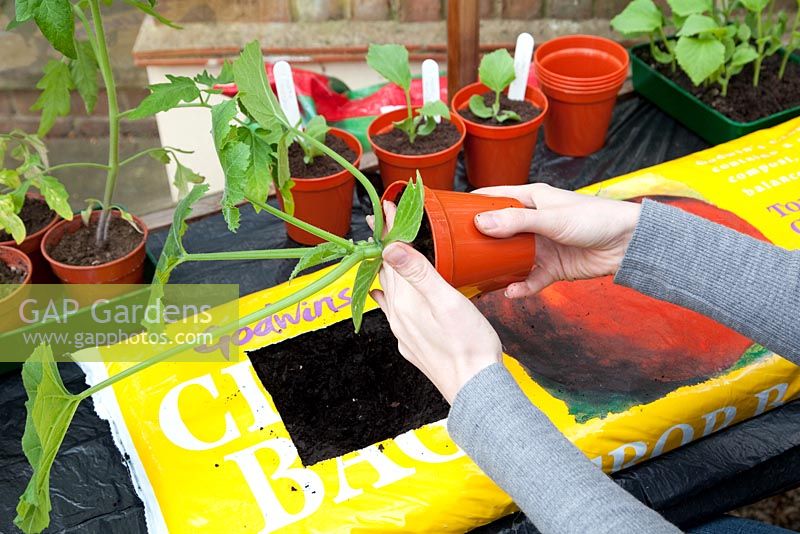 Planting Cucurbita - Courgette 'Astia F1' plant in grow bag - knocking plant out of pot