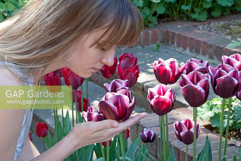 Woman smelling Tulipa 'Triumph Fontainebleu'