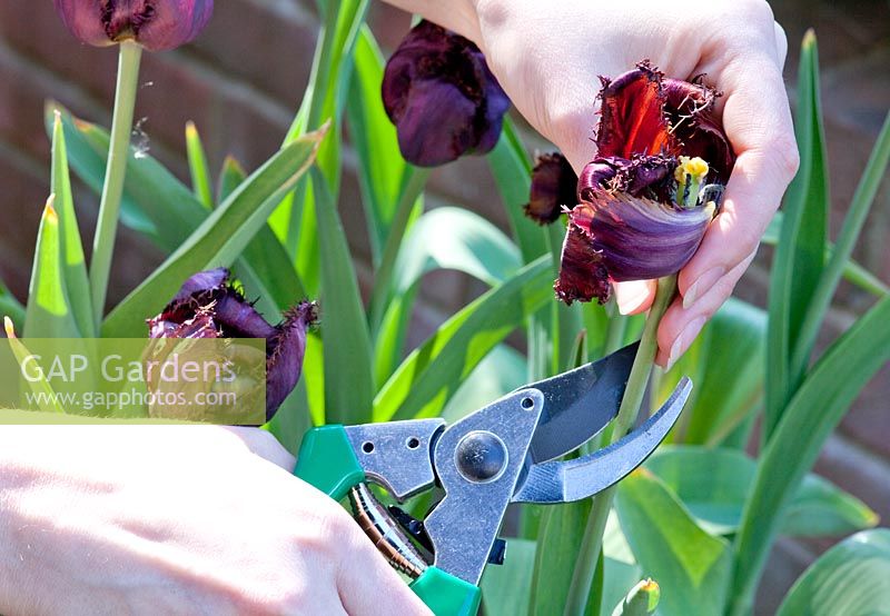 Deadheading Tulipa 'Fringed Black Jewel' in container using secateurs
