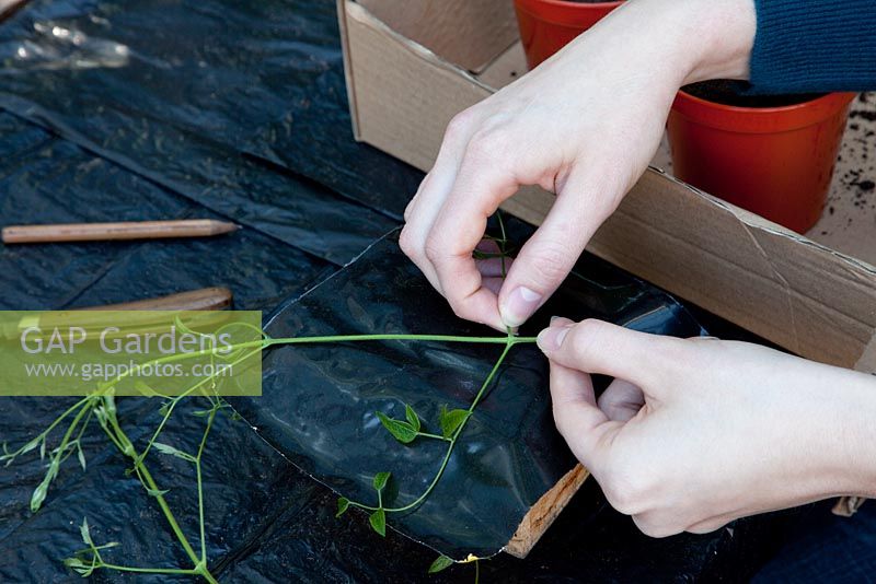Clematis soft wood cuttings - removing leaves