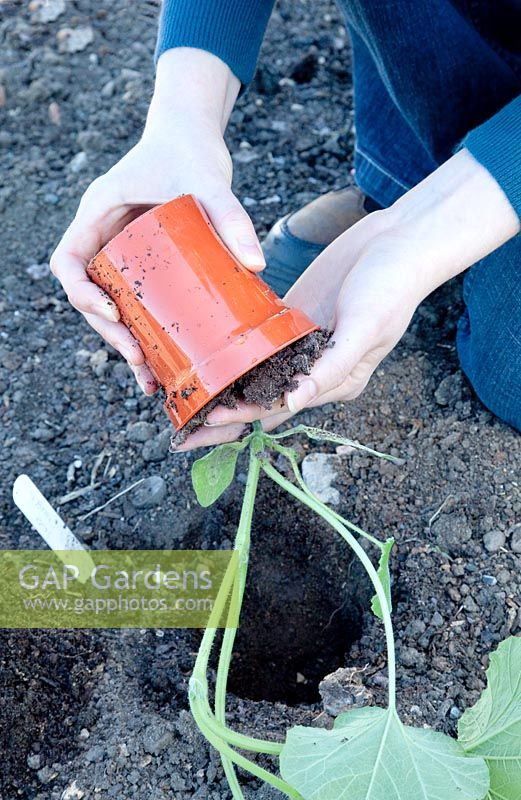 Planting Pumpkin 'Mars F1' - knocking plant out of pot, 