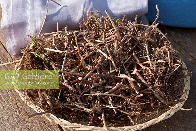 The dried roots of common Soapwort in a basket