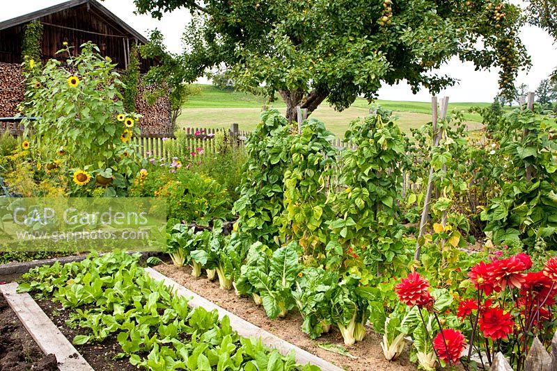Planks confine borders with vegetables in this German farmer's garden - Chards, Sugar loaf, Runner beans, Cosmos, Dahlia, Helianthus annuus,  Malus domestica - Apple tree and Tagetes