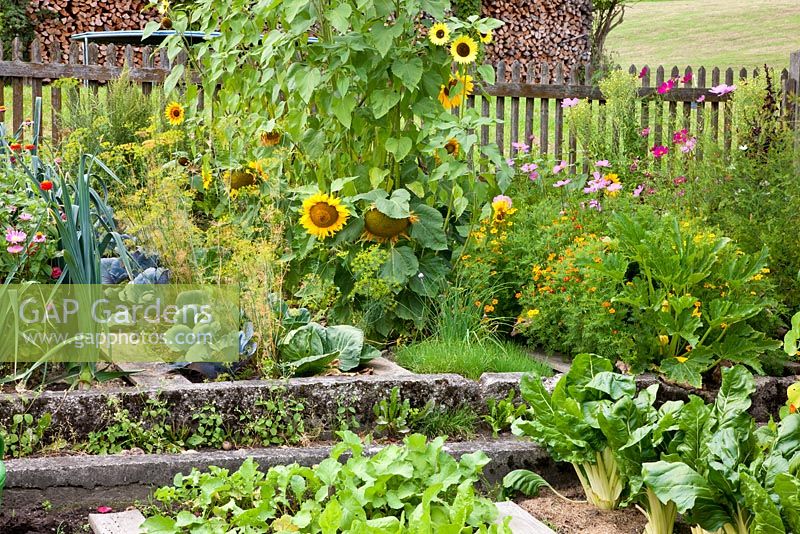 Surrounded by a wooden fence, flowers and vegetables in a German farmer's garden -  Cosmos, Helianthus annuus,  Allium porrum,  Tagetes, Zinnia, Chards and Dill