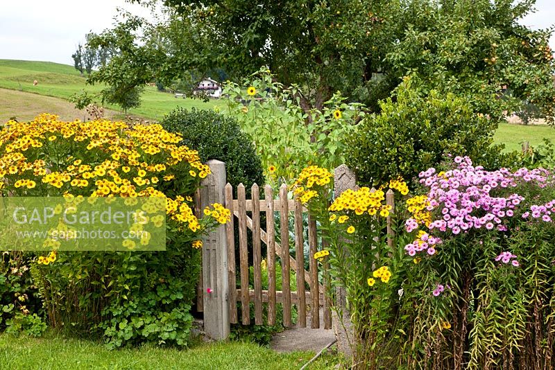 A wooden gate flanked with perennials at the entrance to a typical German farmer's garden - Aster, Buxus, Helenium, Helianthus annuus and Malus domestica - Apple tree
