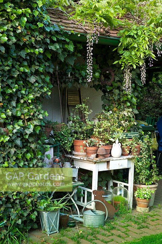 A wooden table with a collection of Hedera - Ivy in pots, tin watering can, cloches and other decorative objects. Wisteria  growing over summerhouse