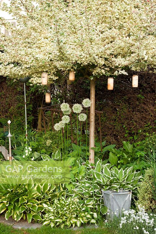 A green-white border with Cerastium, Hosta and Lonicera under an Acer campestre 'Kardinal' trained as a standard. Little lanterns hang from the branches.
