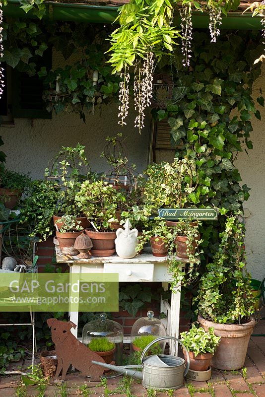 A wooden table with a collection of Hedera - Ivy in pots, tin watering can, cloches and other decorative objects. Wisteria growing over summerhouse
