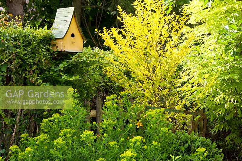 A yellow wooden bird box with Euphorbia palustris and Ligustrum ovalifolium 'Aureum' 