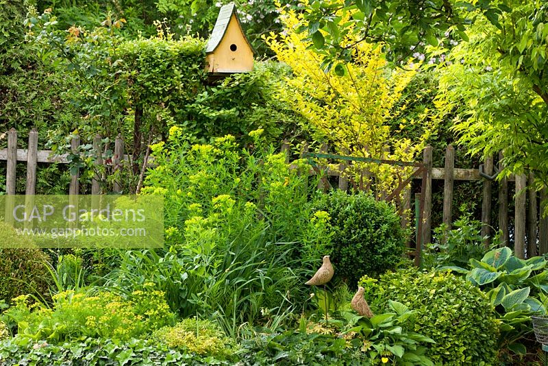 Yellow painted bird box next to wooden picket fence and a colour-themed border with terracotta dove ornaments. Plants include Buxus, Euphorbia palustris, Euphorbia cyparissias and Hosta