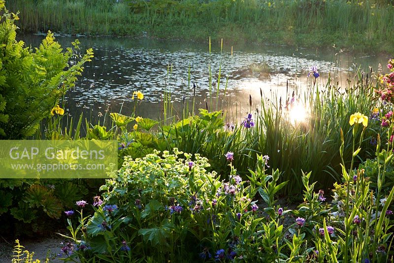 Morning light on a garden pond seen through marginal planting of Centaurea montana 'Grandiflora', Darmera peltata, Iris ensata, Iris sibirica and Osmunda regalis   