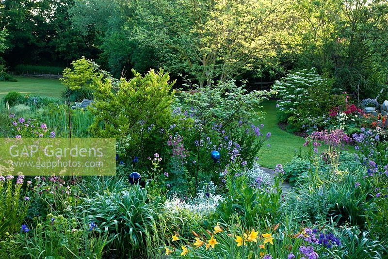 Mixed border in a garden with lawn. Plants include -  Aquilegia, Cerastium tomentosum. Hemerocallis and  Hesperis matronalis