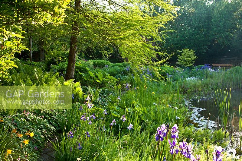 Transition from a woodland garden to pond with Hemerocallis, Iris sibirica, Matteucia struthiopteris and Taxodium distichum