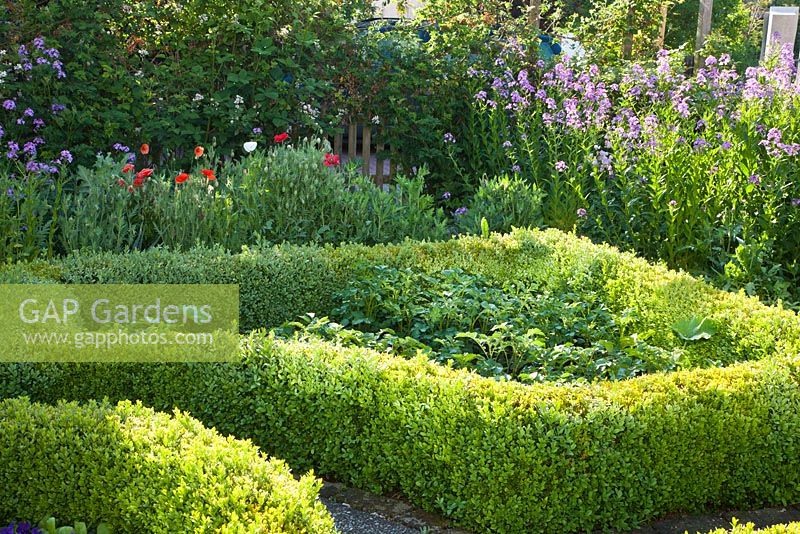 Low clipped Buxus - Box hedges edges bed of Potatoes. Papaver and Hesperis matronalis in border behind