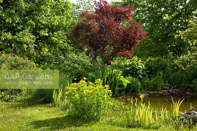 Garden pond in front of shrubs and trees, planting includes Buxus, Cotinus coggygria 'Royal Purple', Euphorbia palustris, Hosta, Iris pseudacorus, Juncus and Sedum