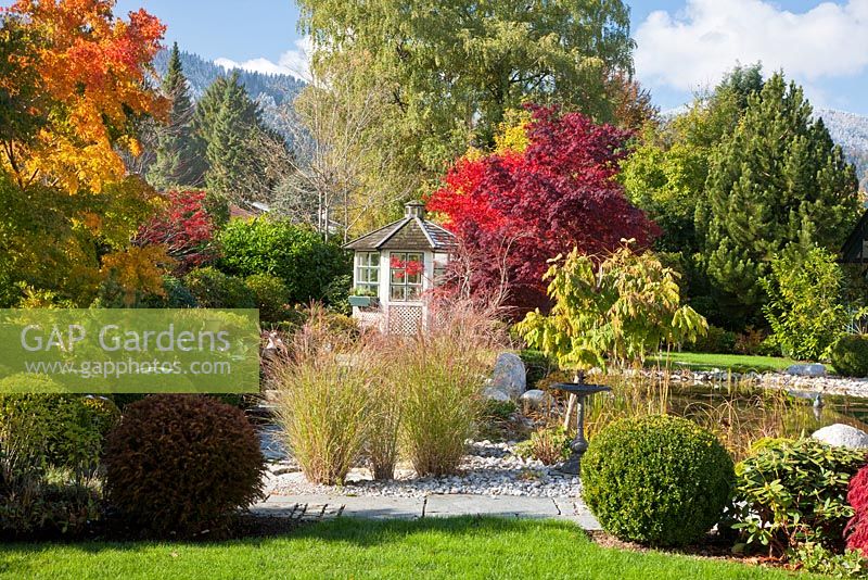 Autumn in a Bavarian garden with natural swimming pool, a white painted wooden pavilion and groups of Buxus spheres. Plants include - Acer palmatum, Acer saccharinum, Betula pendula, Miscanthus sinensis, Pinus, Rhododendron,  Taxus baccata and Wisteria