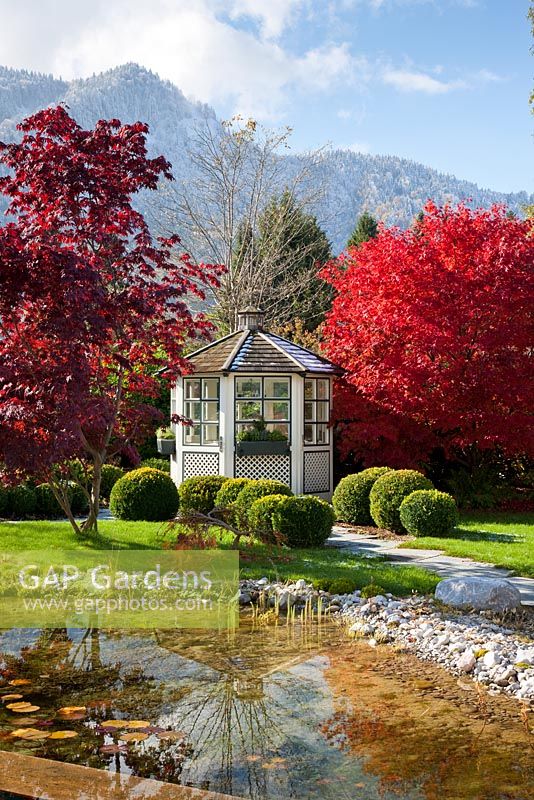 Autumn in a Bavarian garden with natural swimming pool, a white painted wooden pavilion and groups of Buxus spheres. Plants include Acer palmatum