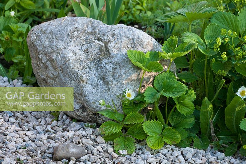 Fragaria vesca - Wild Strawberries flowering next to stone
