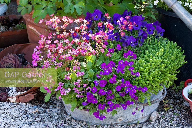 Pots and tin bath planted with Aubrieta, Saxifraga arendsii 'Highlander Rose', Sedum acrem, Sempervivum and Viola cornuta 