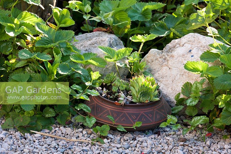 Terracotta bowl with Sempervivum next to  Fragaria vesca -  Wild Strawberries