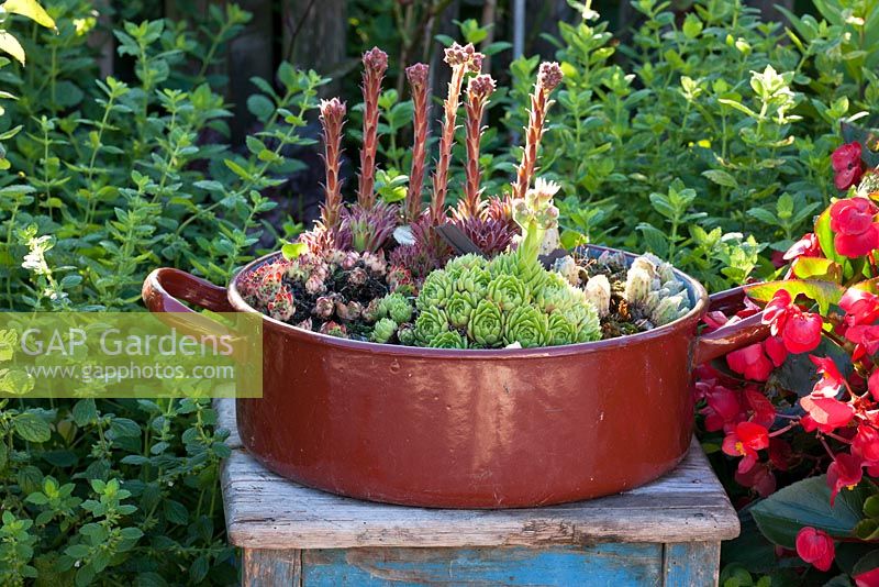 Enamelled pot planted with Sempervivum on a wooden stool - Sempervivum and Melissa officinalis